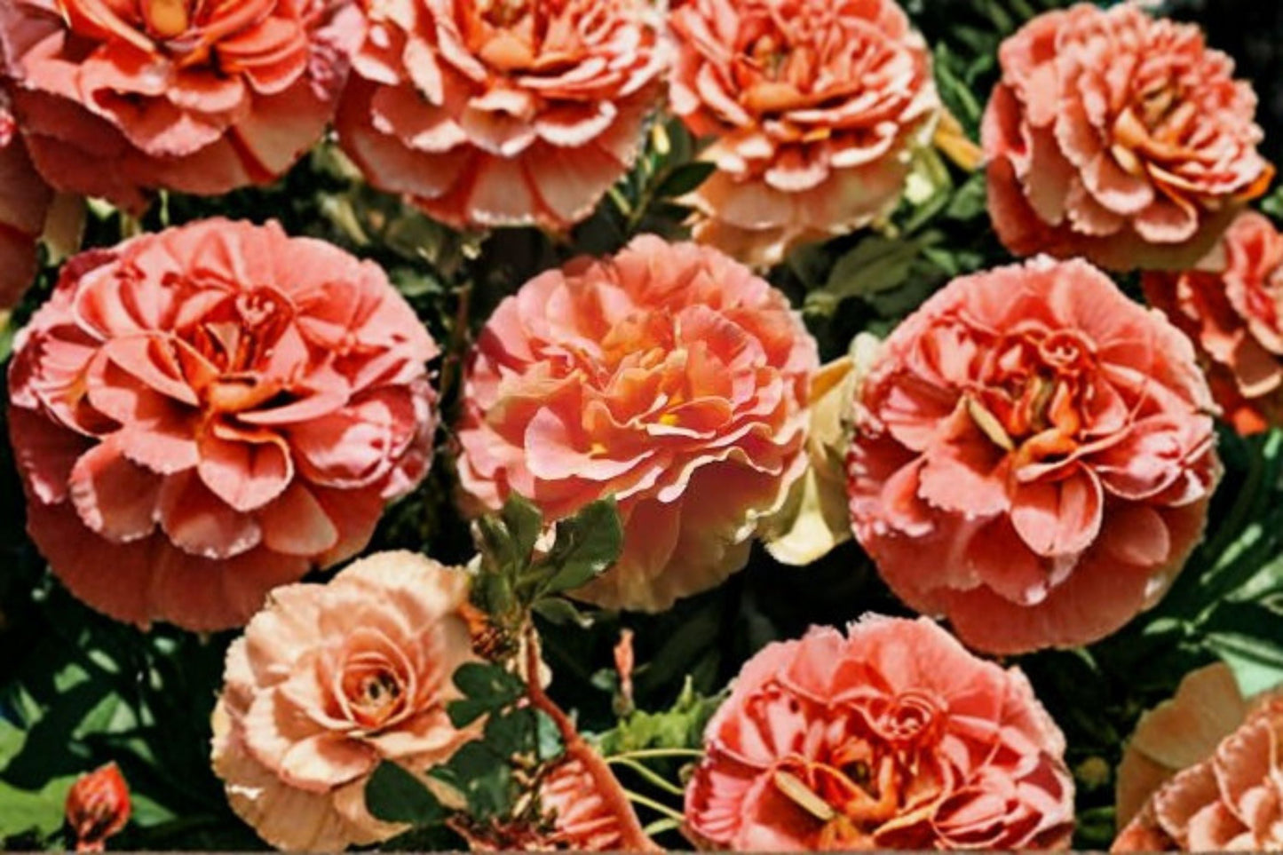 Caribbean Breeze Rose 3 Cuttings – Rosa ‘Caribbean Breeze’ Floribunda Rose for Garden Propagation