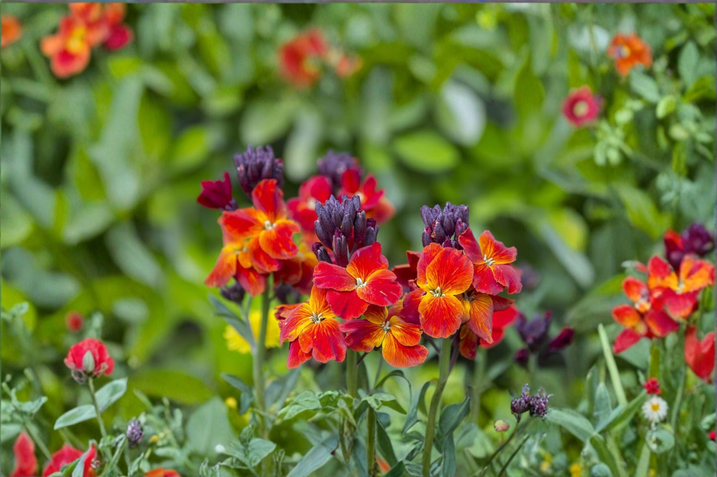 Wormseed Wallflower (Erysimum cheiranthoides) - Perennial Flowering Plant for Full Sun Gardens