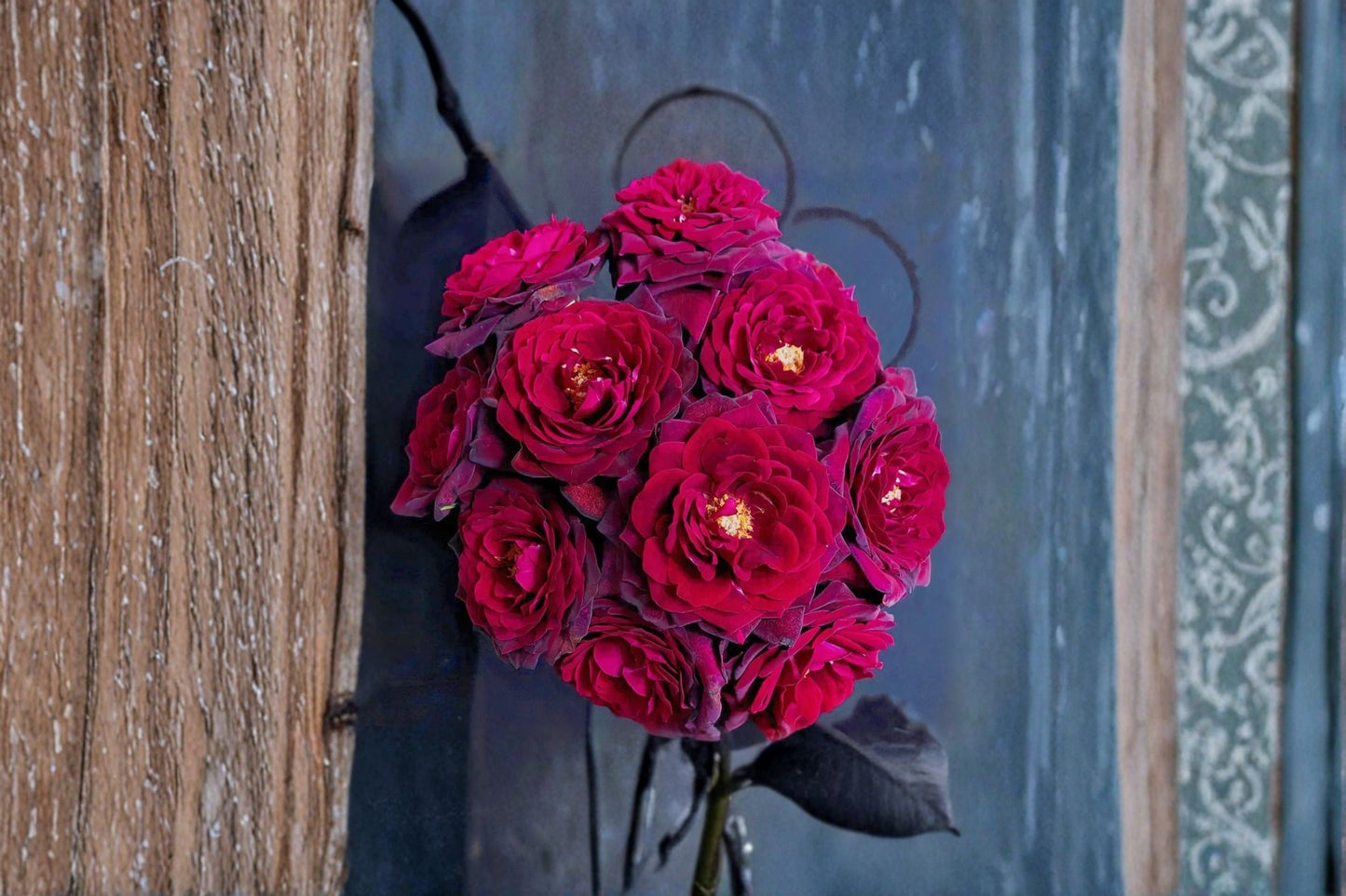 Black Caviar Rose Live Plant – Fragrant Repeat Blooming Ornamental Rose