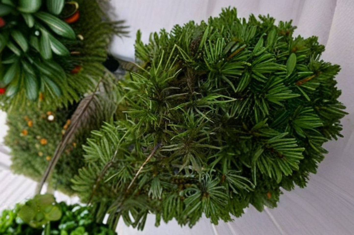 American Tree Moss (Climacium americanum) Live Plant for Terrariums & Bonsai