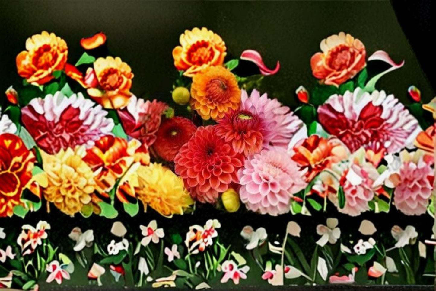 Dahlia 1 Plant – Dahlia pinnata | Vibrant Cut Flower & Garden Plant