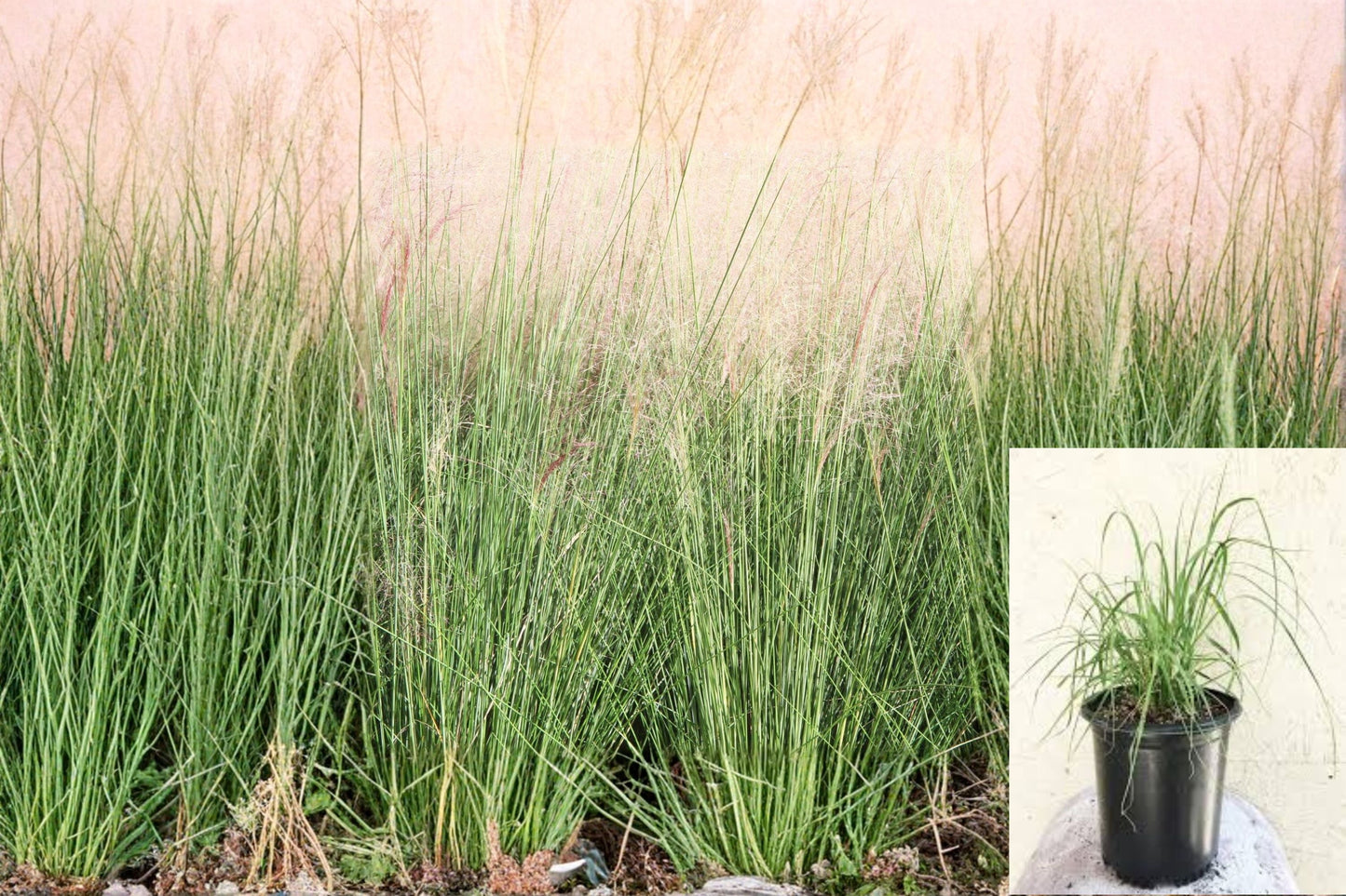 Deer Grass 1 Plant – Muhlenbergia rigens | Perennial Ornamental Grass