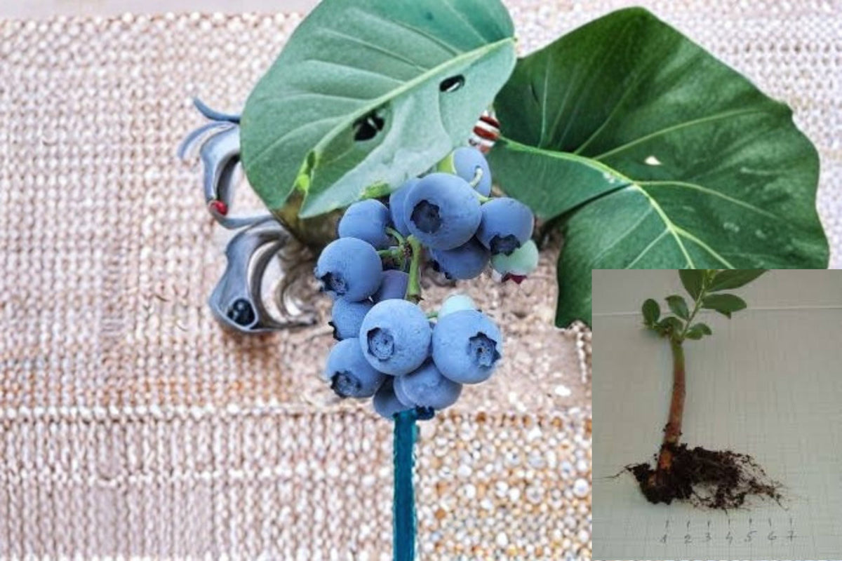 Rooted Blueberry Cuttings - 5 Pack - Vaccinium corymbosum - Edible Fruit Shrub, Northern Highbush Variety