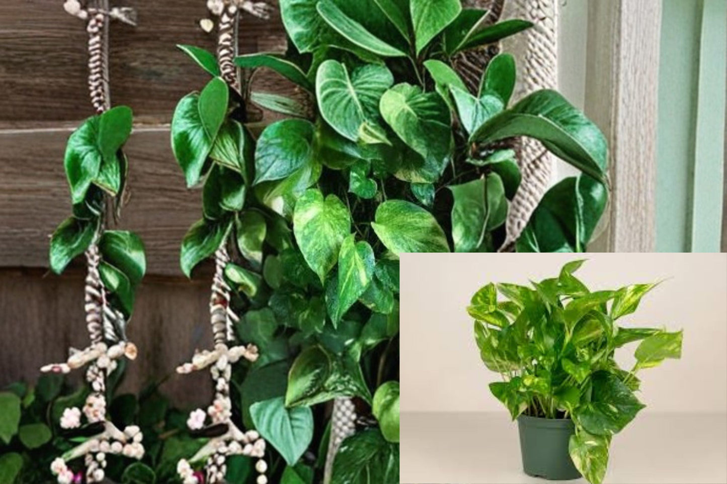 Golden Pothos 4 Rooted Cuttings – Epipremnum aureum Trailing Vine with Yellow Variegated Leaves