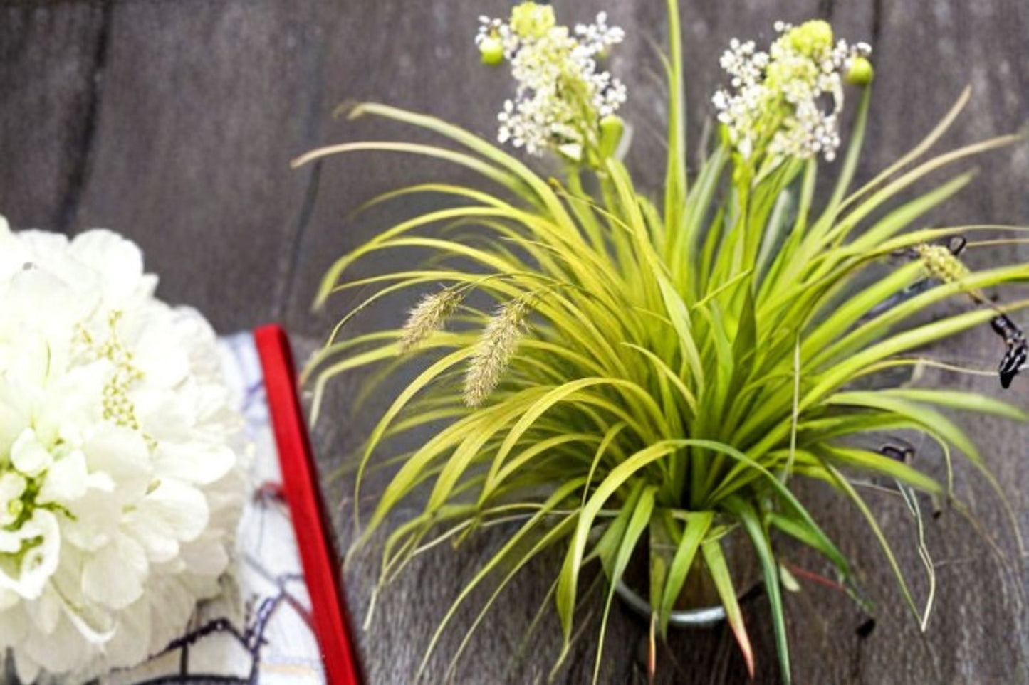 Everillo Sedge Carex oshimensis ‘Everillo’ - Evergreen Golden Foliage Shade Plant
