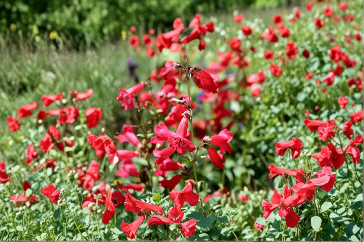 Penstemon Plant – Hardy Perennial Wildflower for Borders & Pollinator Gardens