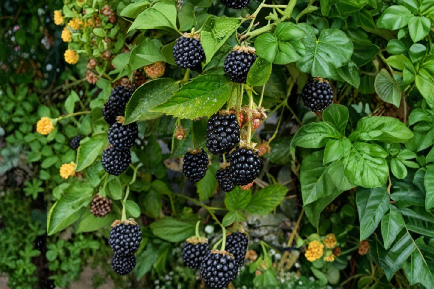 Kiowa Blackberry 3 Plants – Rubus ‘Kiowa’ Thorny Fruit Shrub for Garden Planting