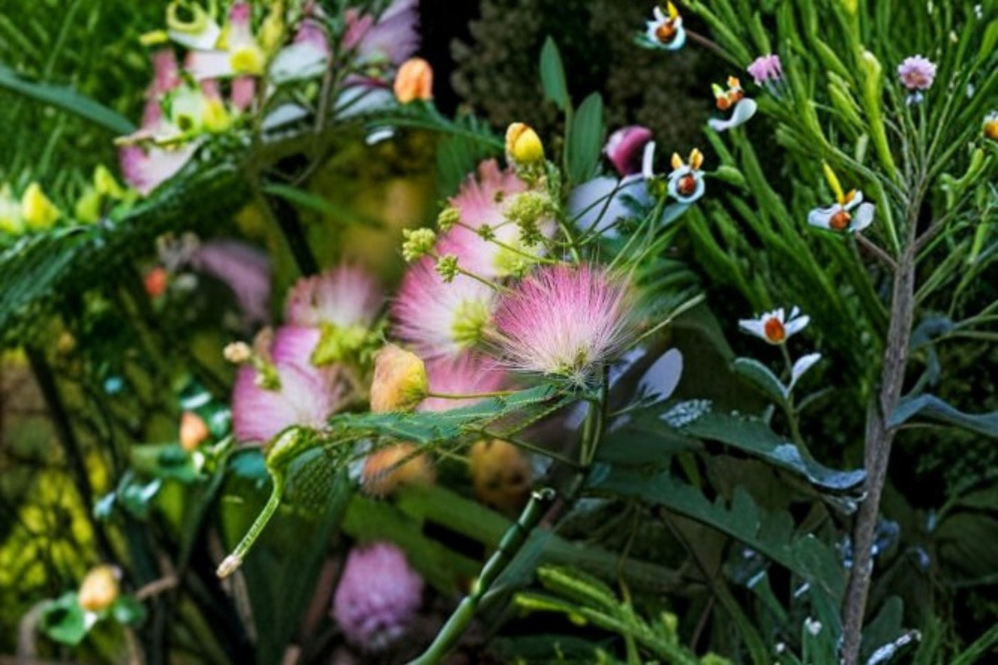 Pink Mimosa 12 Cuttings – Albizia julibrissin Deciduous Flowering Tree for Propagation