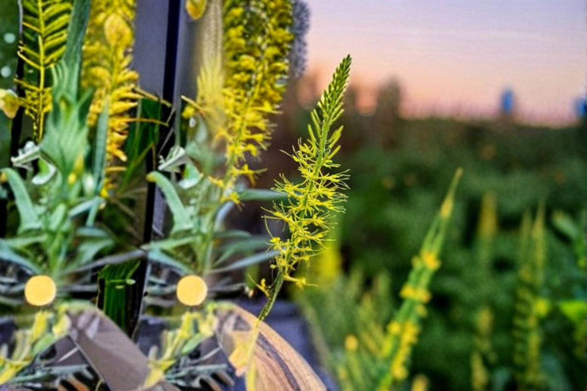 Prince's Plume Seeds - 40 Yellow Wildflower Seeds for Garden - Stanleya pinnata - Native Perennial Flower for Easy Outdoor Planting
