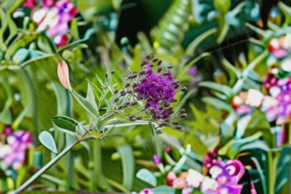 Tall Ironweed Seeds, 100 Count, Purple Wildflower Perennial, Vernonia gigantea, Easy to Grow for Garden and Meadow