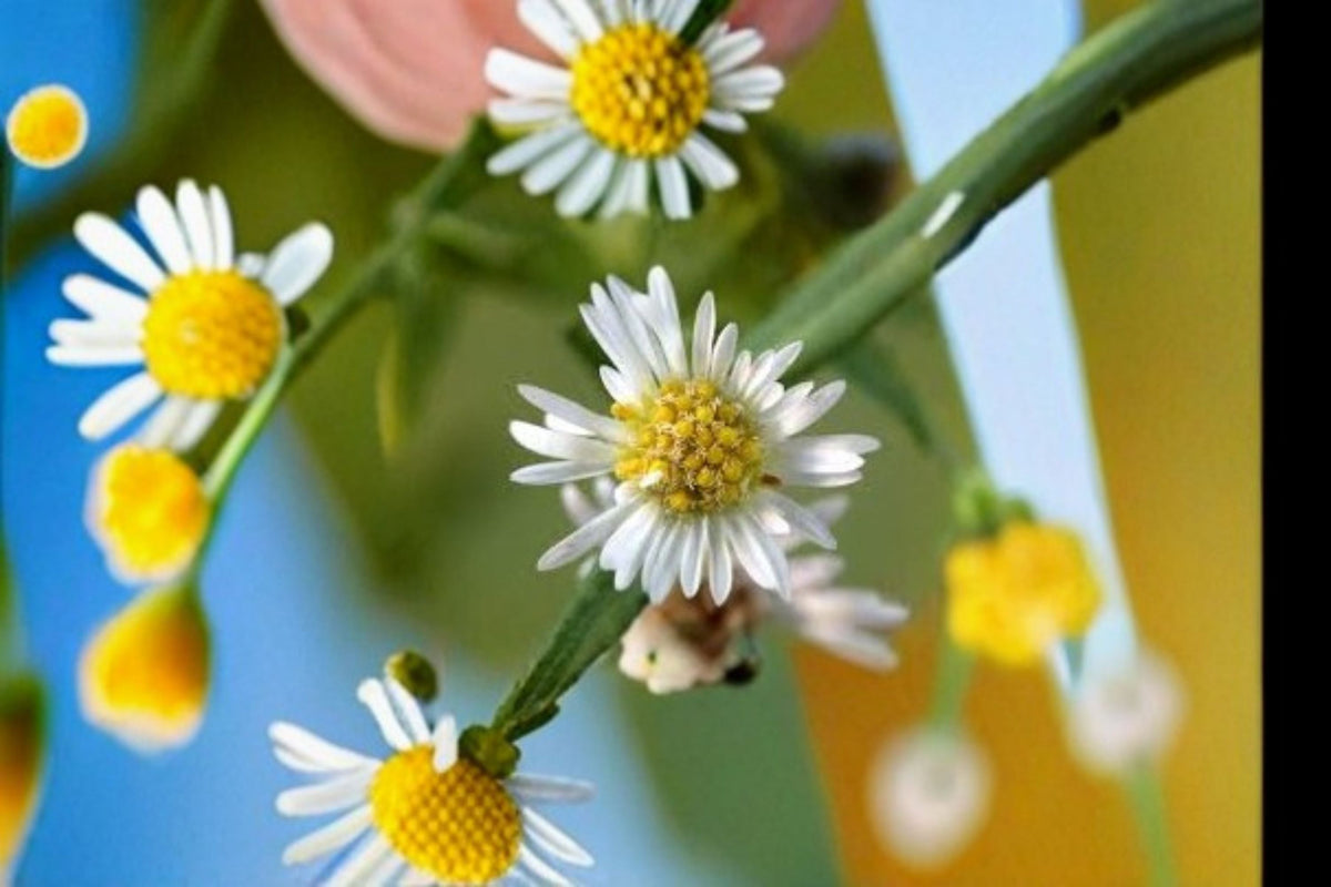 Panicled Aster Seeds - 100 Count - White Wildflower (Symphyotrichum lanceolatum) - Native Perennial for Garden Planting