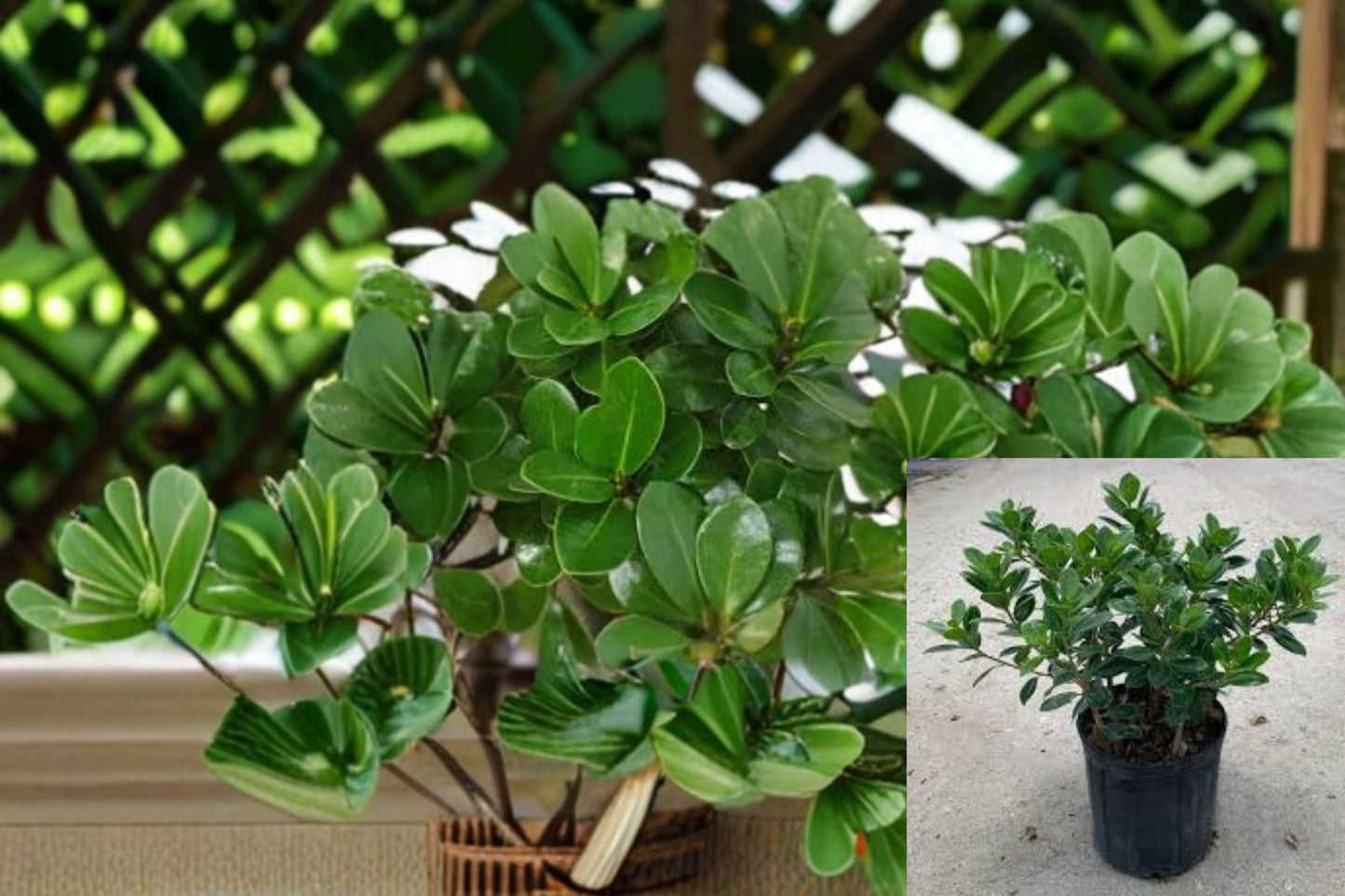 Indian Laurel Fig Plant – Ficus microcarpa Evergreen Shrub