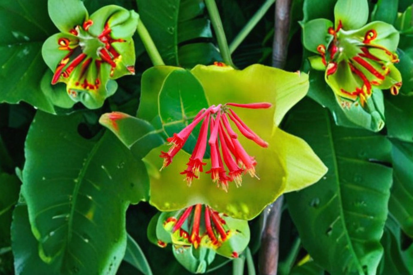 Coral Honeysuckle Live Plant - Lonicera sempervirens - 6-12 Inch Tall Native Flowering Vine