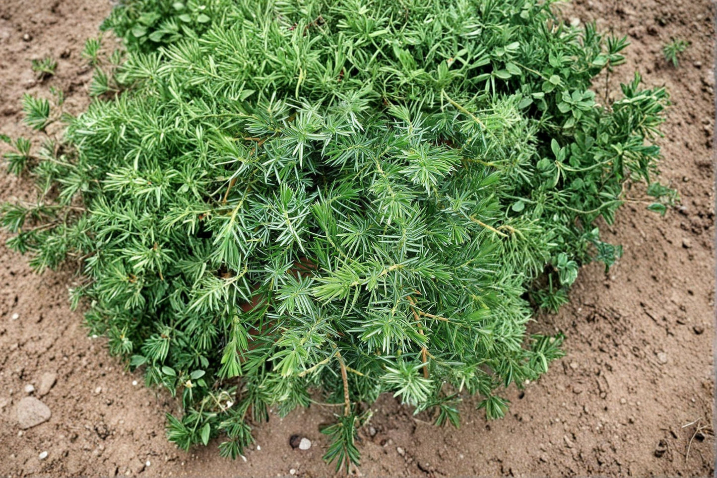 Blue Pacific Juniper 1 Plant – Juniperus conferta Evergreen Groundcover Shrub