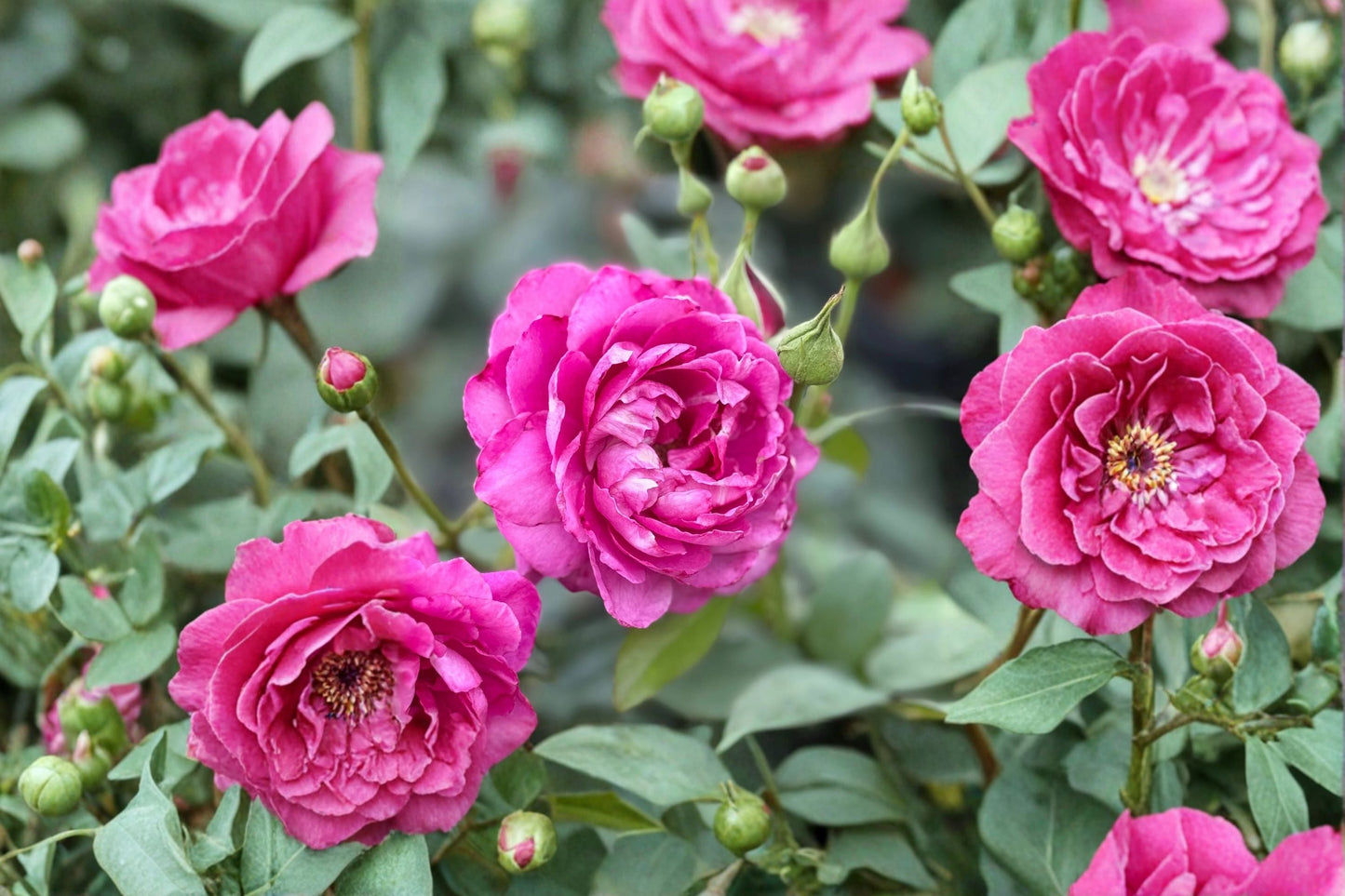 Chang Xiangsi Rose Live Plant – Red Pink Fragrant Cut Rose, 90 cm Tall