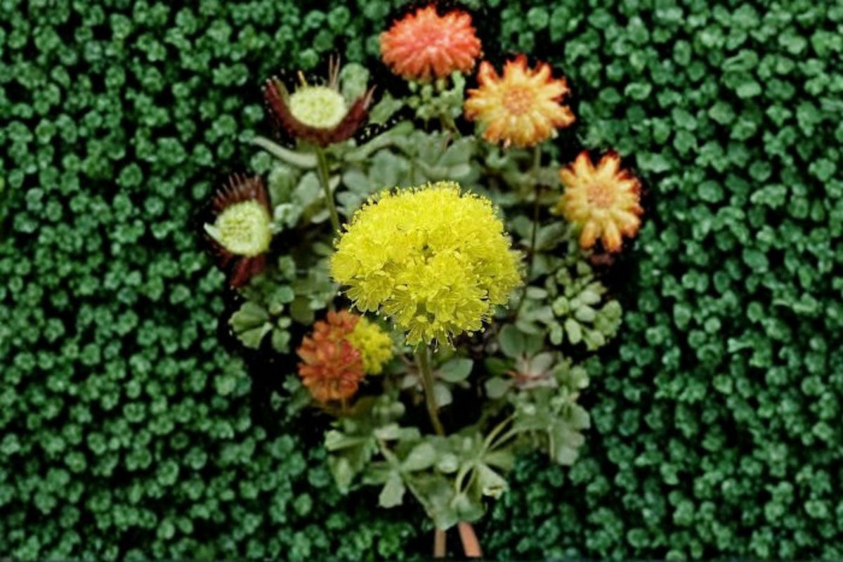 Sulfurflower Buckwheat Seeds 100 Pack Yellow Eriogonum umbellatum Perennial Wildflower Drought Tolerant Garden Planting