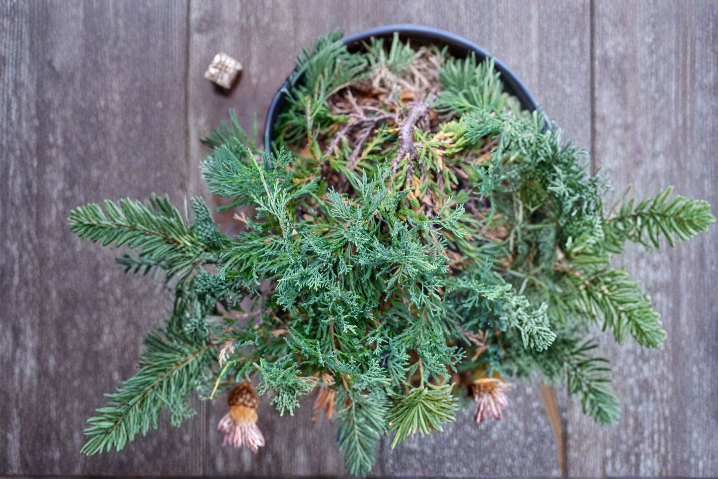 Bar Harbor Juniper Plant – Evergreen Groundcover Shrub with Blue-Green Foliage