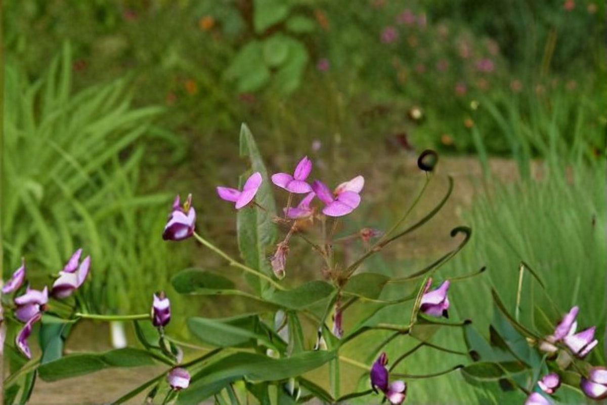 Panicledleaf Ticktrefoil Seeds - Pink Wildflower Seeds for Garden Planting - Desmodium paniculatum - Native Perennial Wildflower