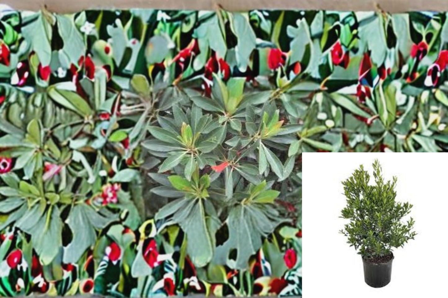 Japanese Blueberry Tree – Elaeocarpus decipiens Evergreen Ornamental Plant