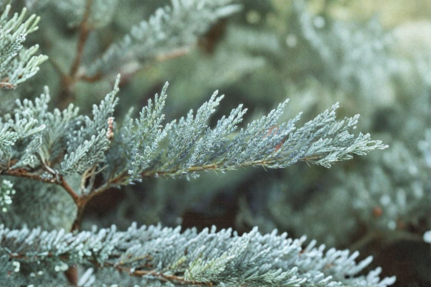 Tamarix Juniper Plant – Juniperus sabina ‘Tamariscifolia’ Evergreen Shrub