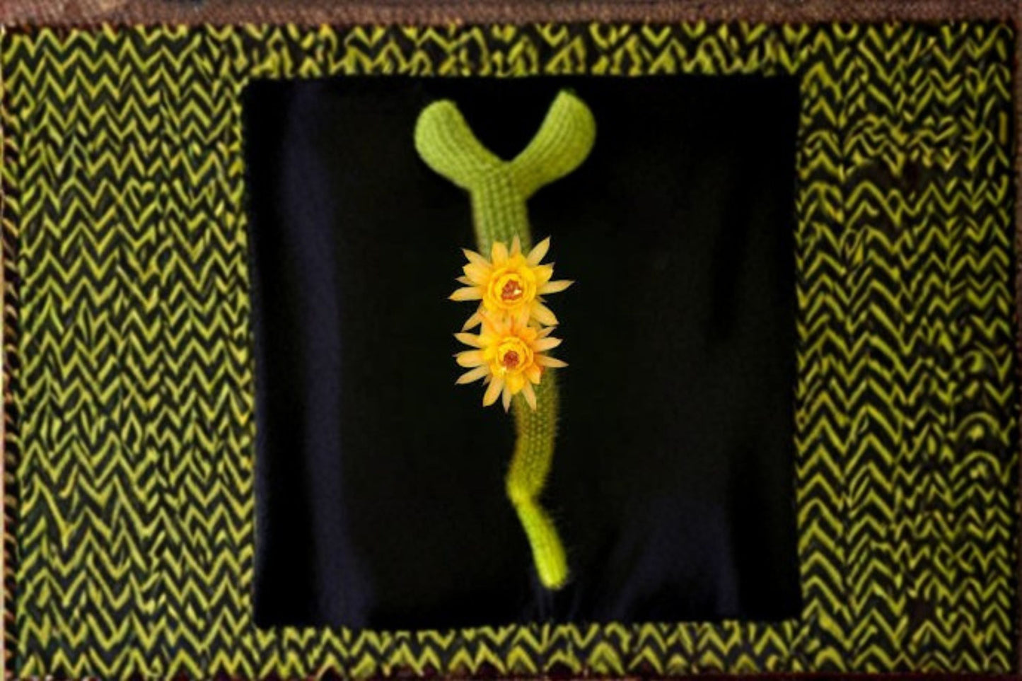 Hildewintera Humkes Kleine Gelber - Trailing Hybrid Cactus Plant for Containers and Hanging Displays
