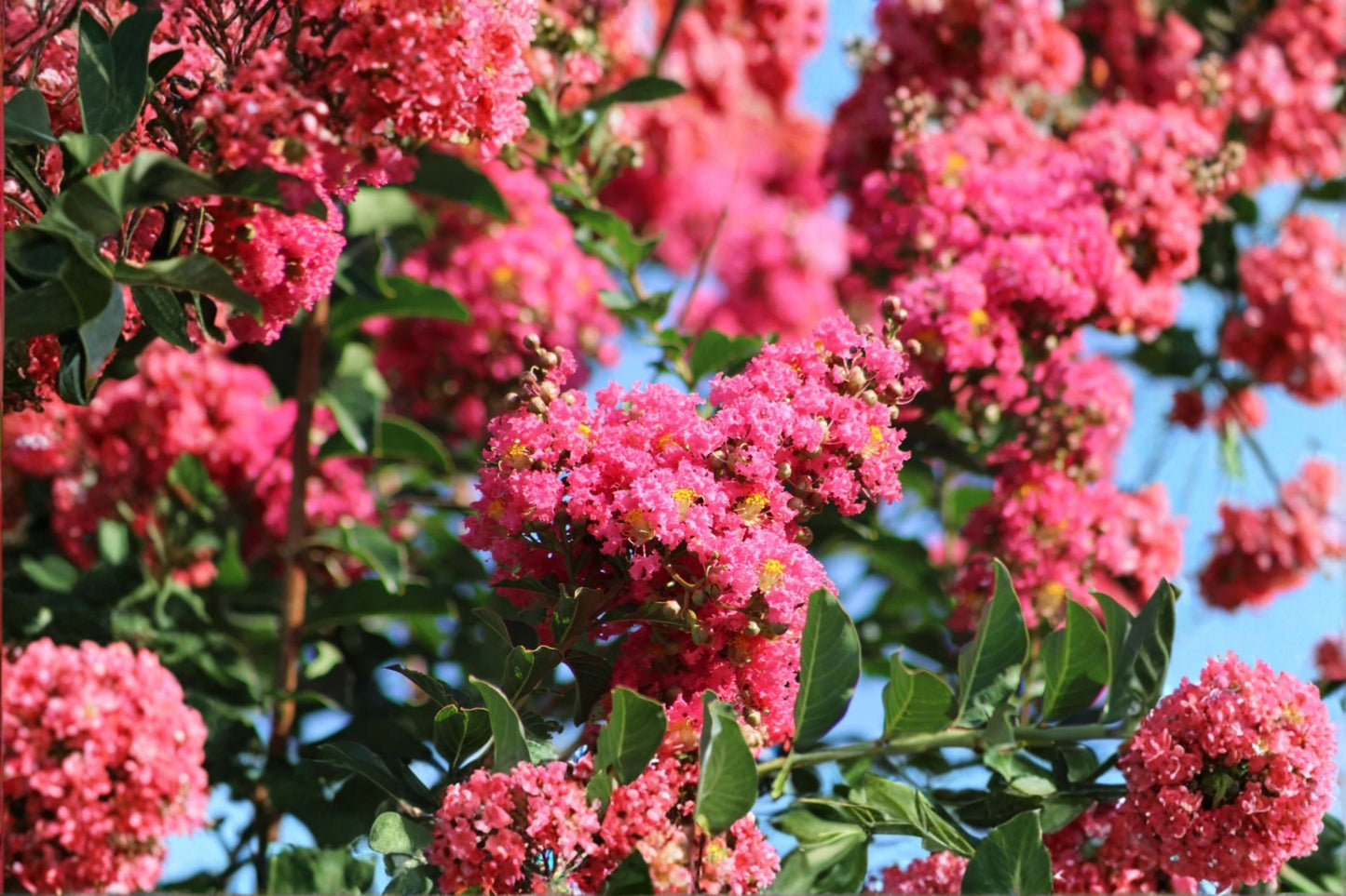 Crepe Myrtle 7 Cuttings – Lagerstroemia indica Deciduous Flowering Tree with Dark Pink Blooms