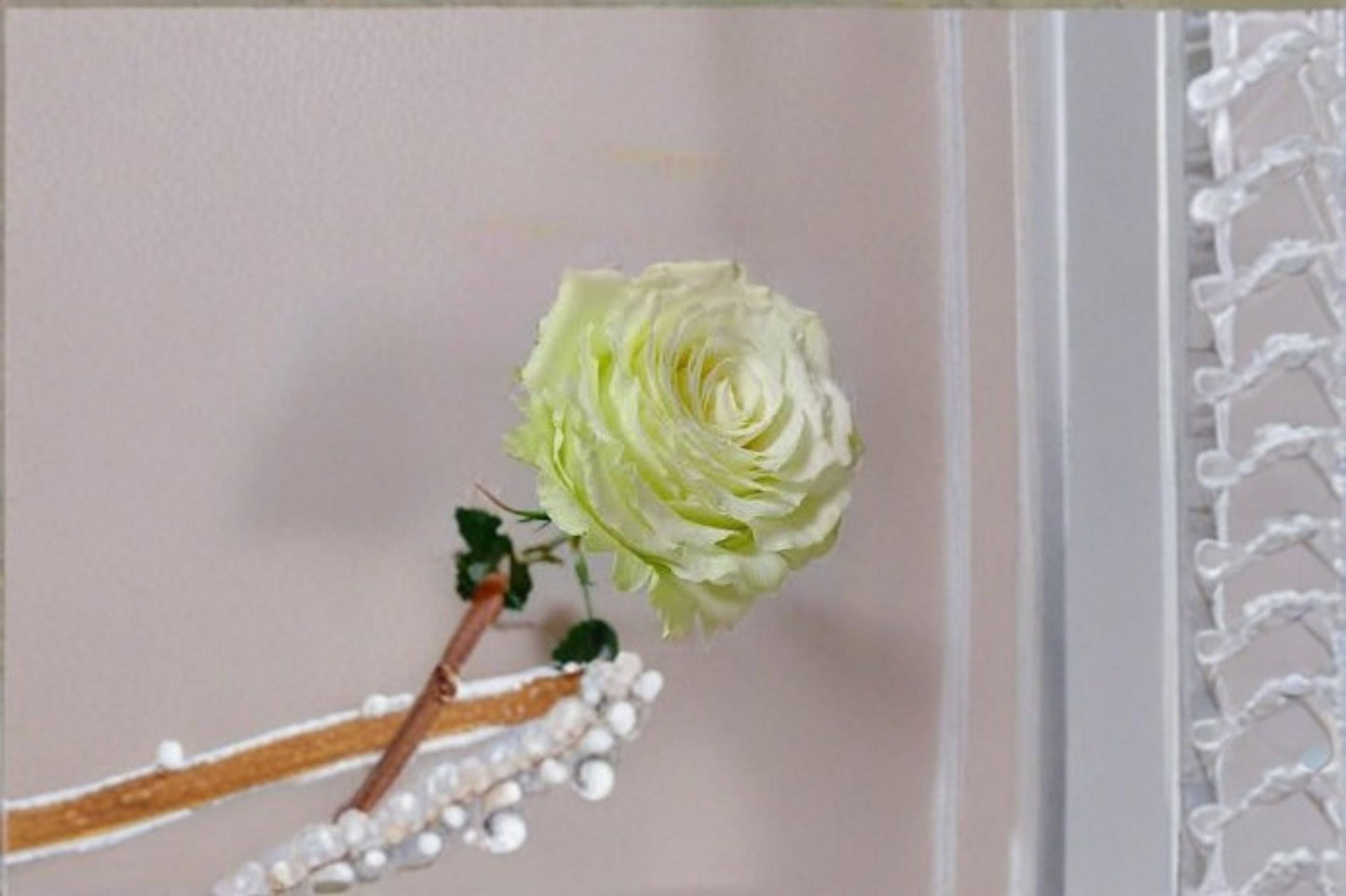 Moonstone Rose Live Plant – Light Green Repeat Blooming Own Root Rose