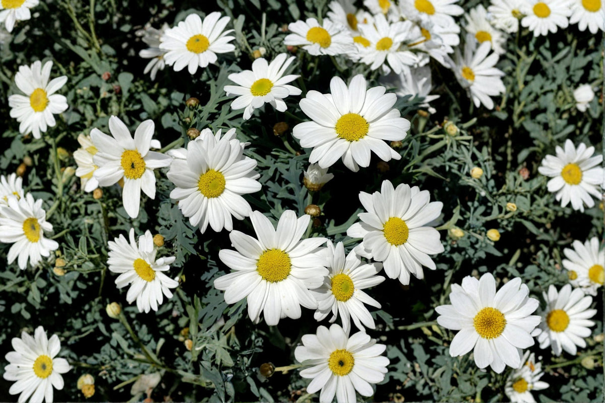 Creeping Daisy Seeds 100 Count White Yellow Flowers Chrysanthemum Paludosum Annual Ground Cover Garden Plant