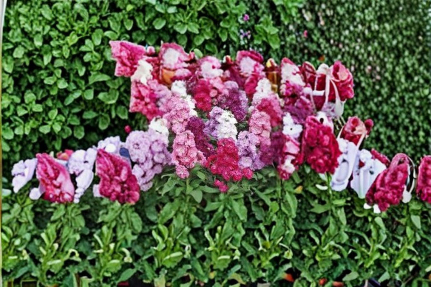 Stock Flower Plant – Matthiola incana | Fragrant Cool-Season Blooms for Garden Beds & Containers