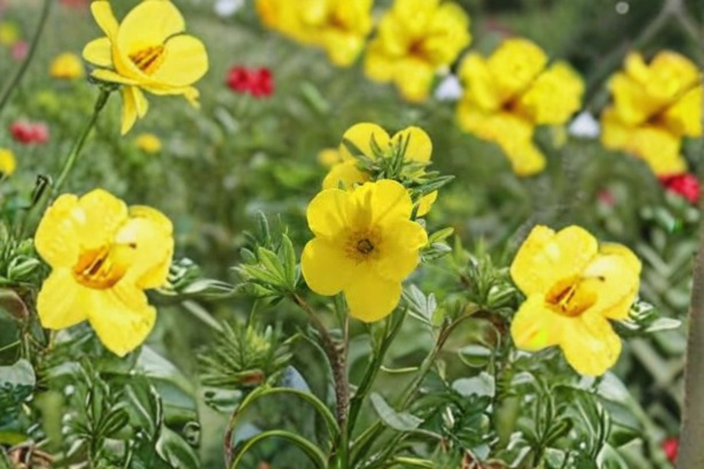 Goldfinger Potentilla Shrub – Yellow Blooming Deciduous Plant for Full Sun Gardens