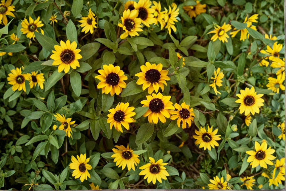Creeping Zinnia Seeds 100 Pack Yellow Annual Flower Ground Cover Sanvitalia Procumbens for Sunny Gardens