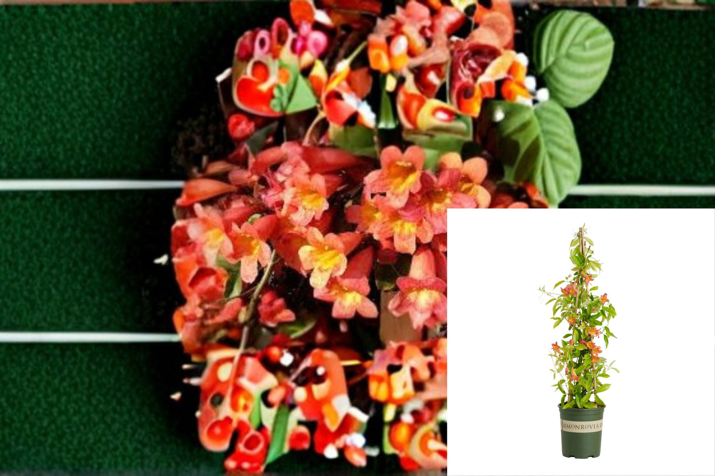 Tangerine Beauty Crossvine Plant – Bignonia capreolata Flowering Climbing Vine