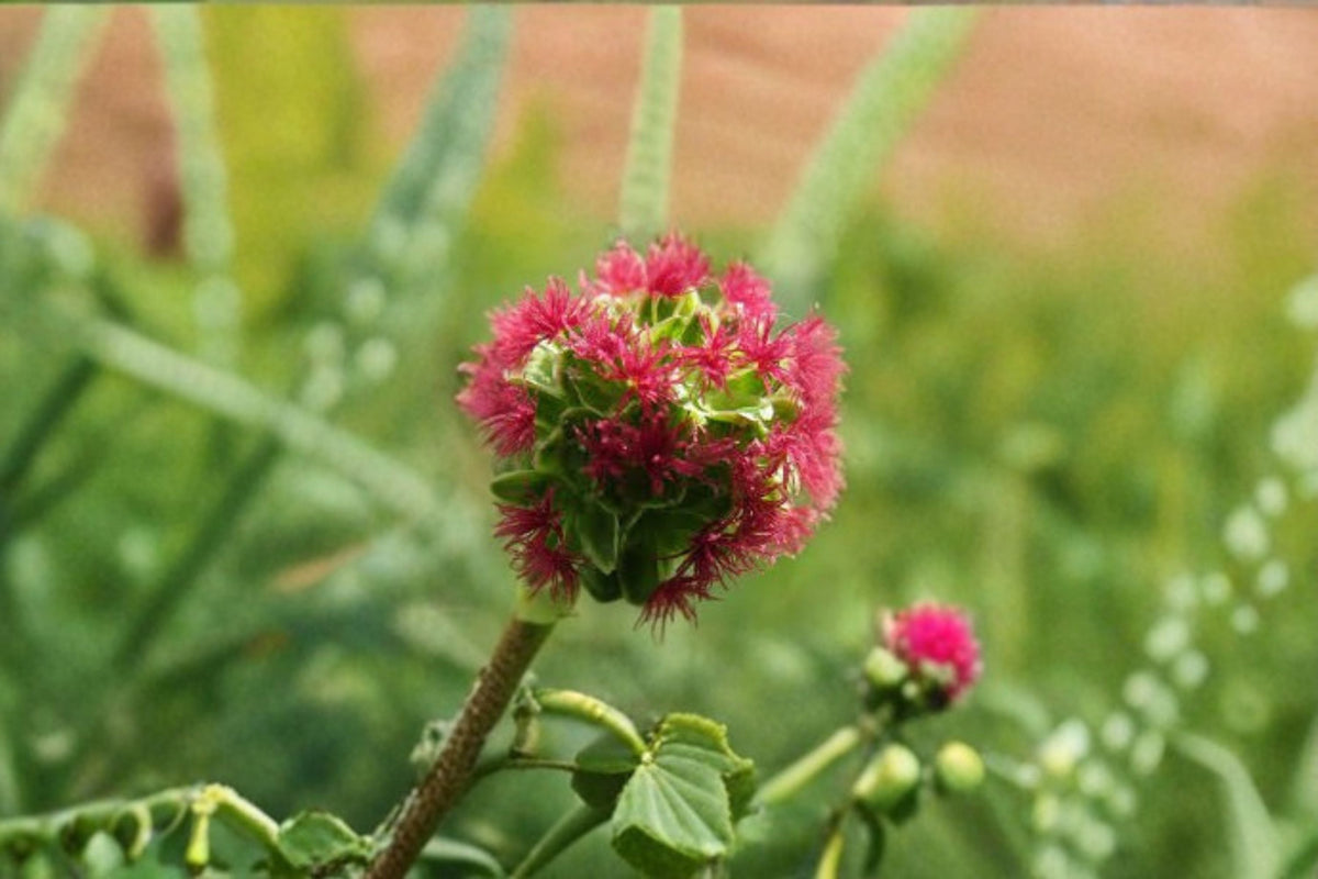 Small Burnet Seeds - 100 Perennial Seeds, Green Foliage, Sanguisorba minor, Ideal for Borders & Meadows