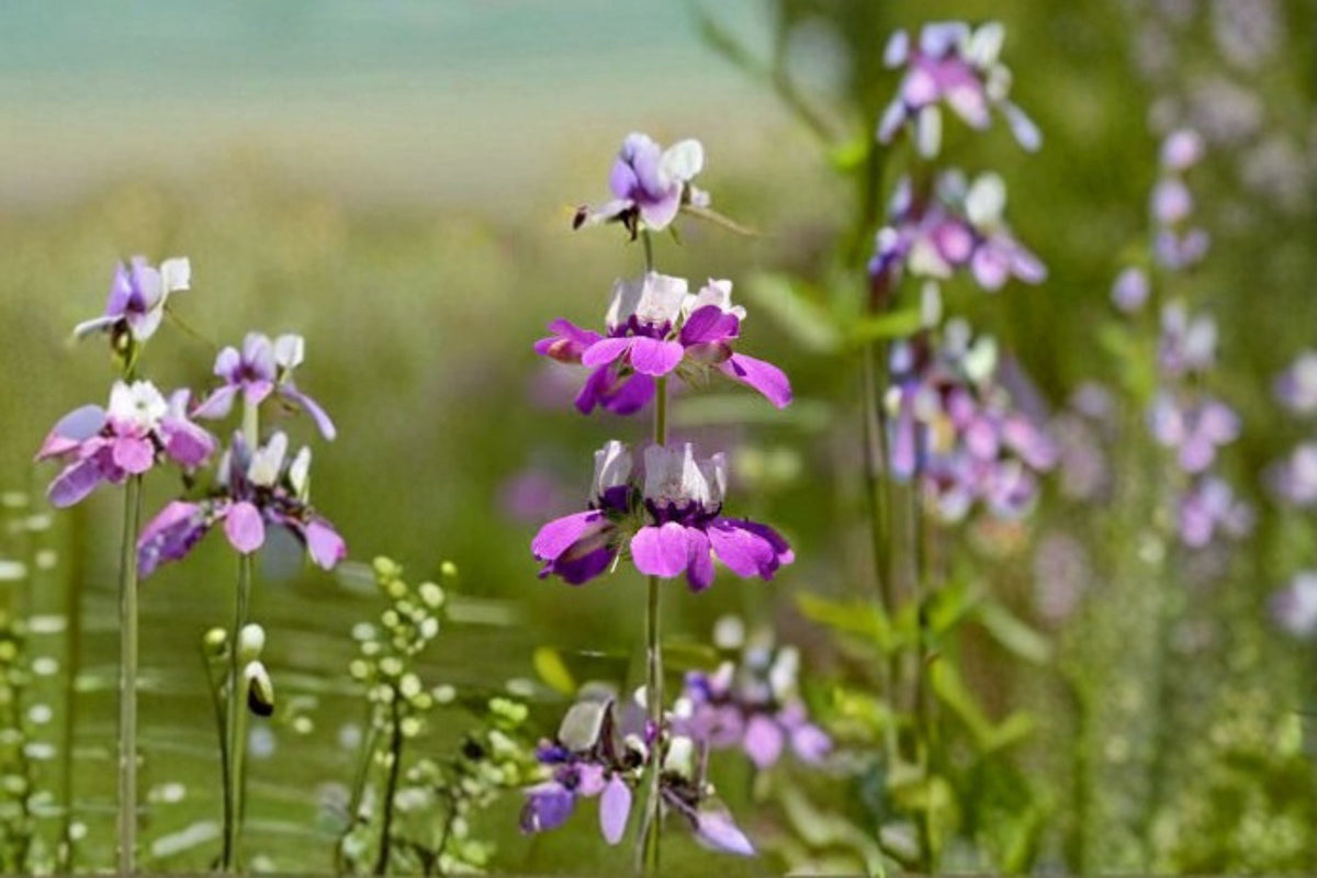 Chinese Houses Seeds - 100 Purple White Annual Wildflower Seeds - Collinsia heterophylla - Easy Grow Garden Planting
