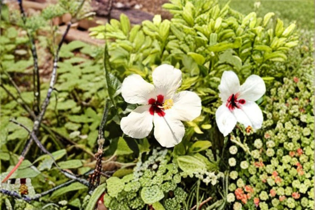 Woolly Rose Mallow Seeds - 25 Pink Hibiscus Lasiocarpos - Native Perennial Wetland Flower Seeds for Garden Planting