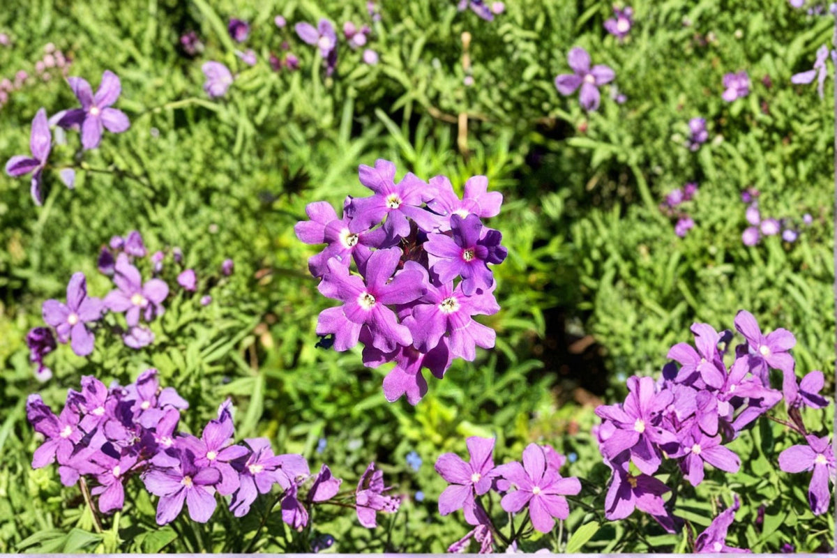 Moss Verbena Seeds 100 Count Purple Ground Cover Annual Flower (Verbena tenuisecta) for Vibrant Summer Blooms