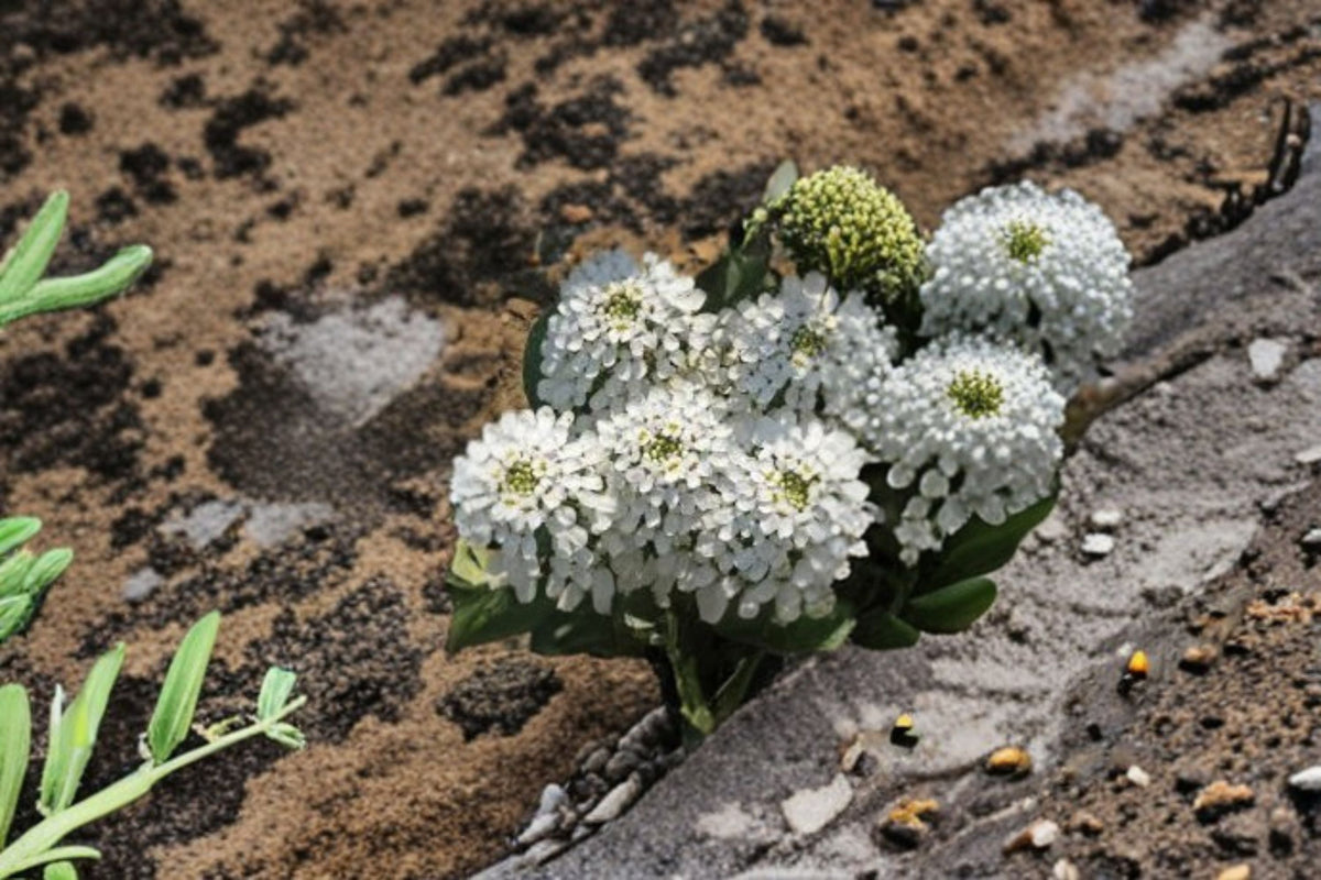 Empress Rocket Candytuft Seeds - 100 White Flower Seeds, Iberis amara, Annual Garden Planting for Borders and Beds