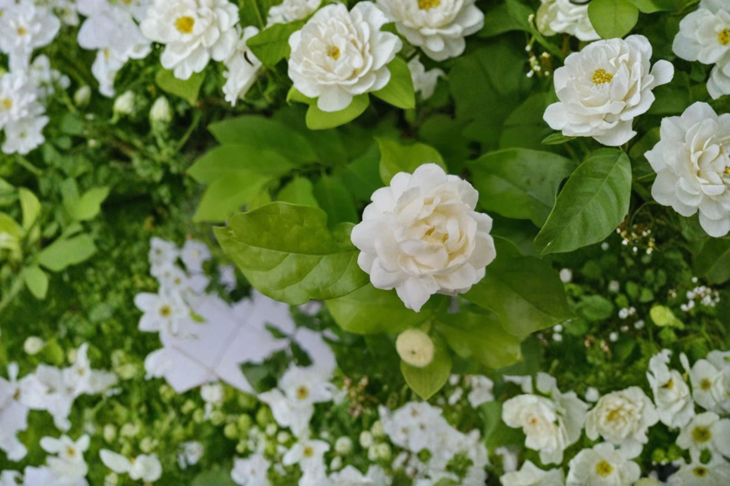Grand Duke of Tuscany Jasmine Plant – Jasminum sambac Evergreen Flowering Vine with Fragrant Double White Blooms