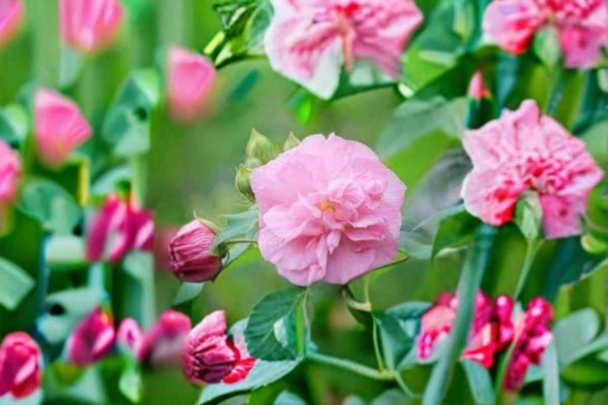 False Confederate Rose Seeds - 10 Pink White Flower Seeds - Hibiscus paramutabilis - Hardy Mallow Garden Planting