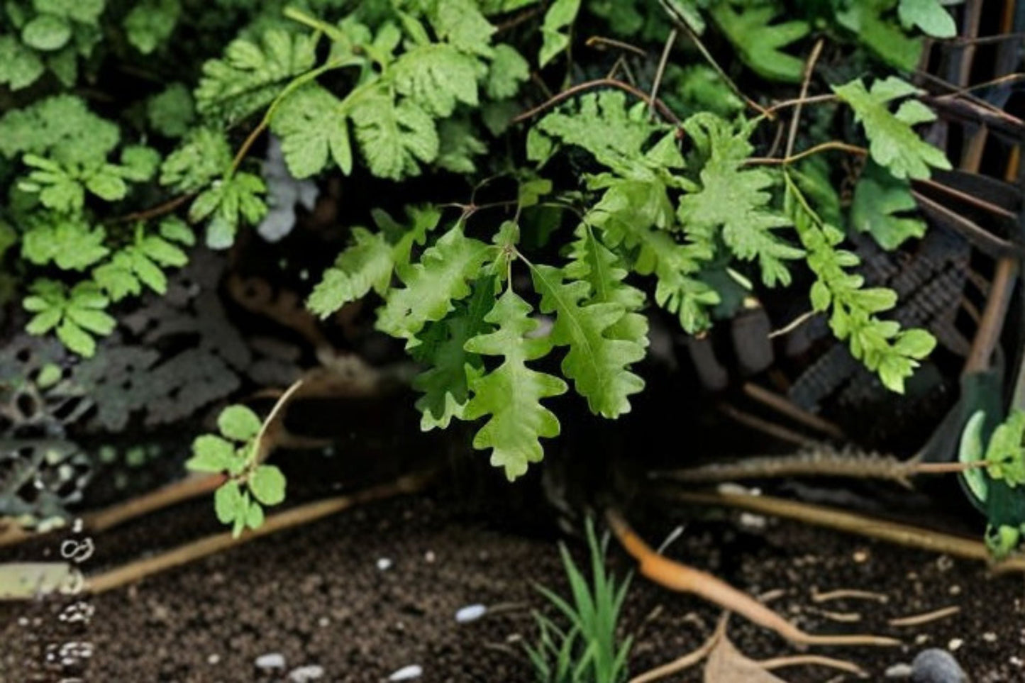 Gambel Oak Tree - Quercus gambelii Live Plant for Shade and Ornamental Use