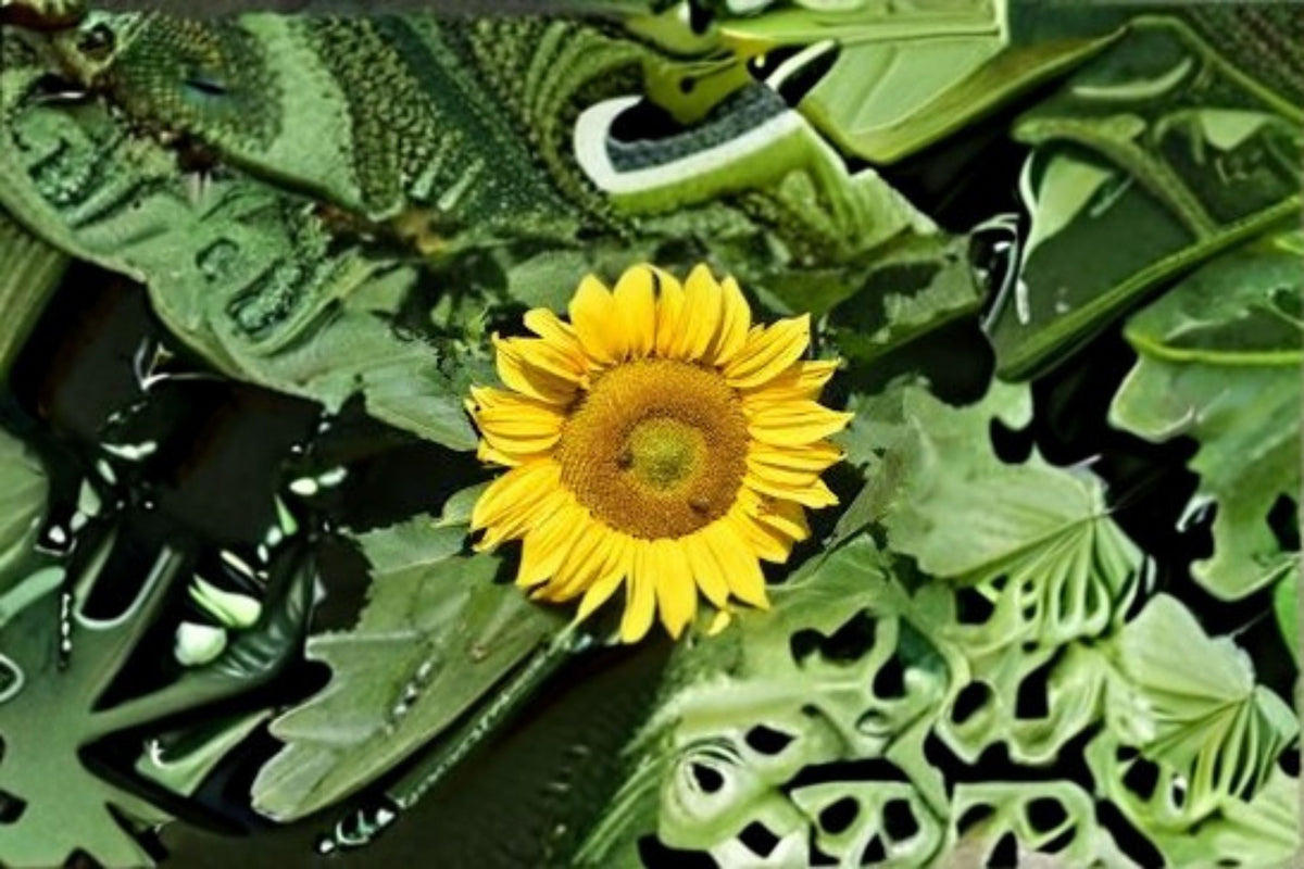 Sunspot Sunflower Seeds - 15 Seeds, Dwarf Yellow Large Bloom, Helianthus Annuus, Compact Garden, Container, Easy Grow