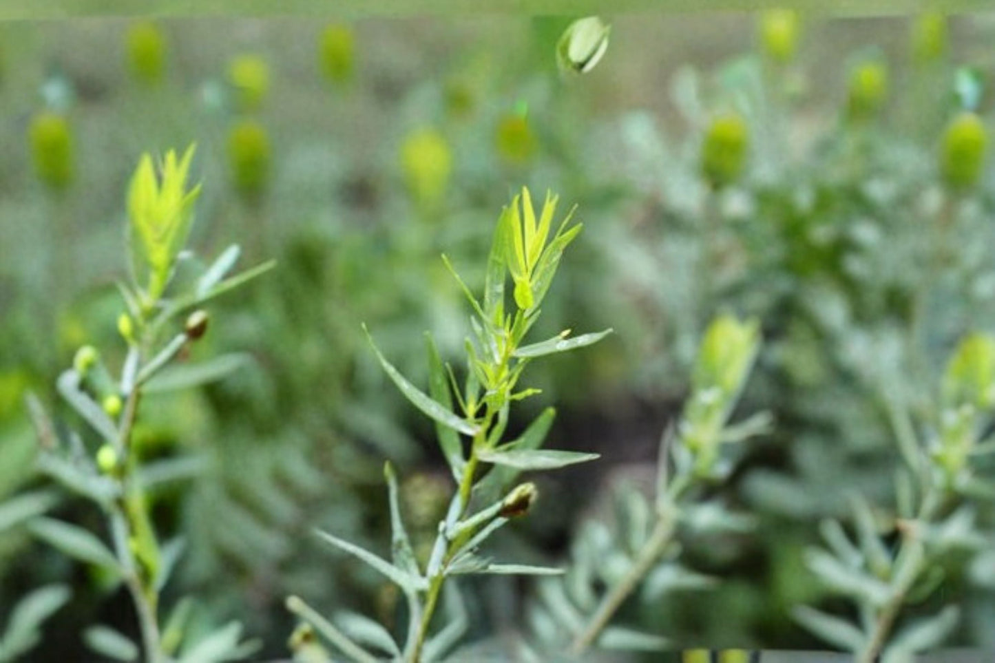 French Tarragon Plant – Artemisia dracunculus Culinary Herb for Full Sun Gardens