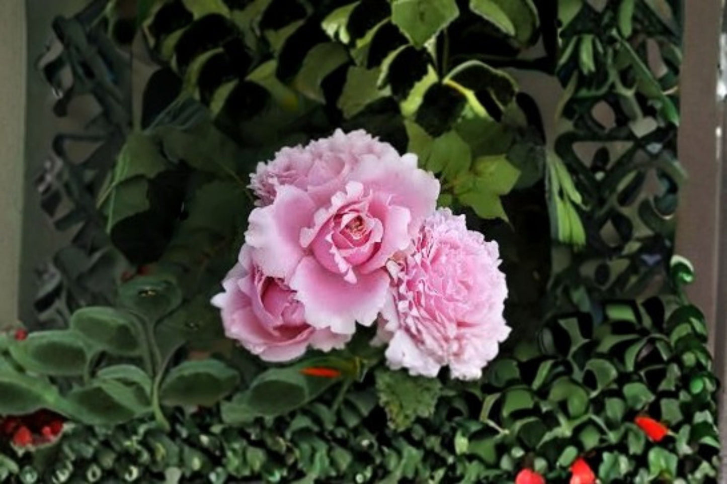 Sophie Rochas Rose Live Plant – Elegant Pink Garden Rose