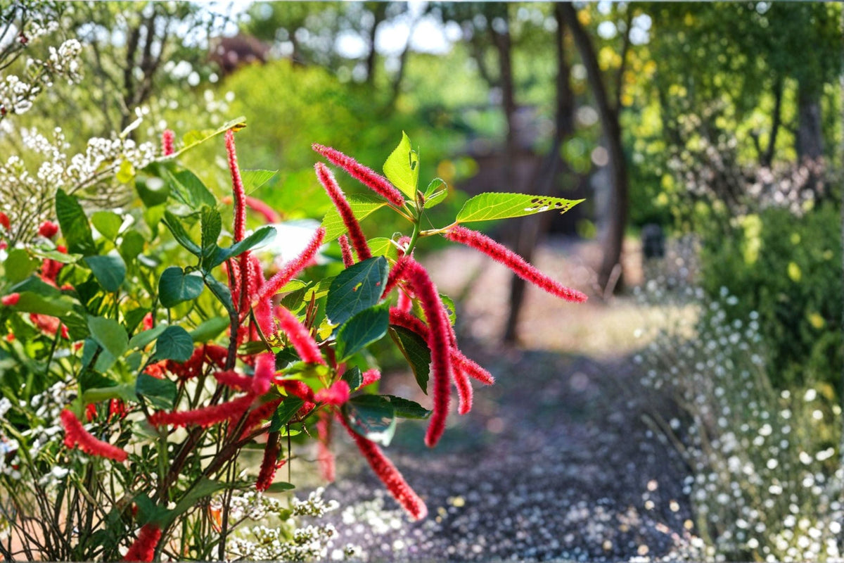 Love Lies Bleeding Seeds - 100 Red Flower Seeds (Amaranthus caudatus) - Easy Grow Annual for Garden Planting