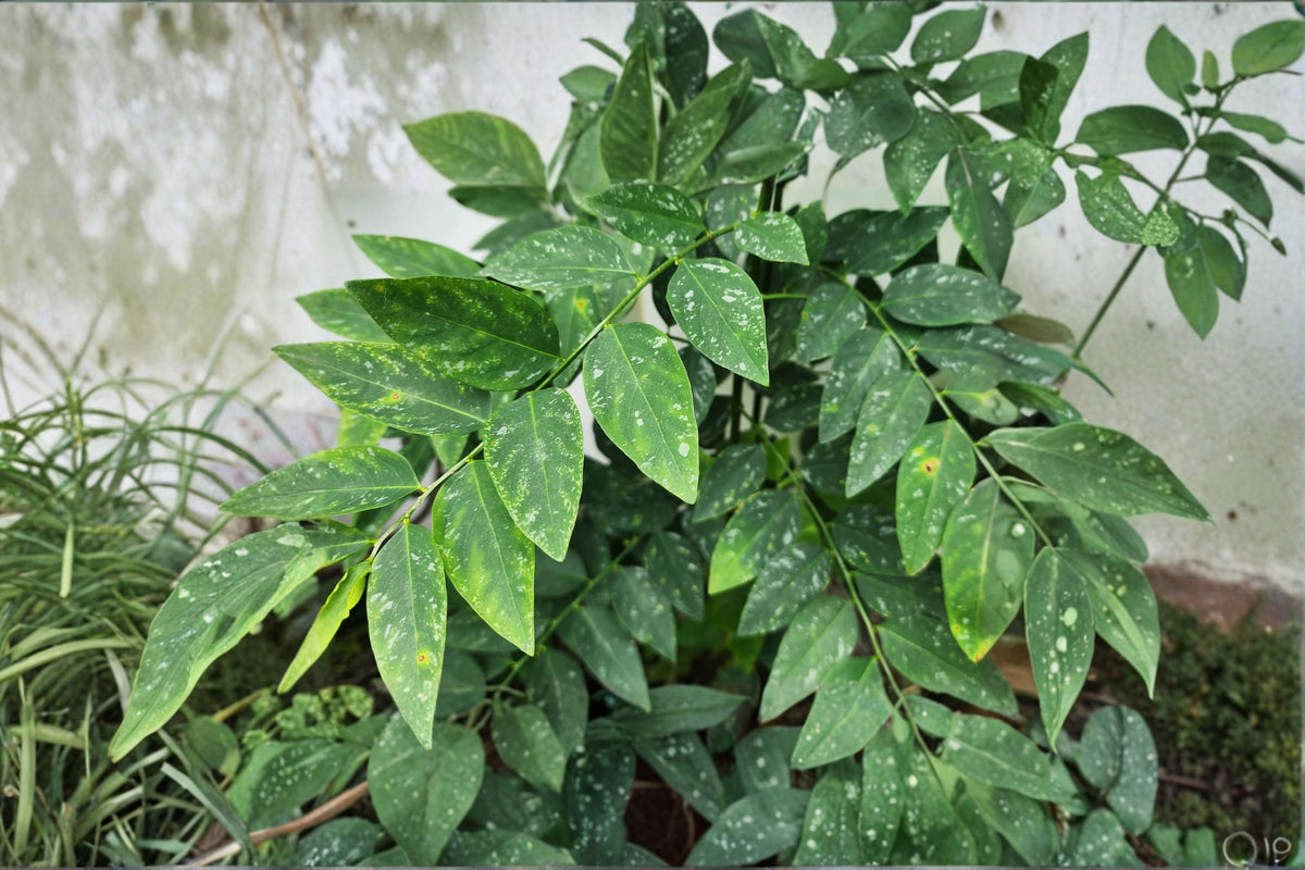 Katuk Cuttings 8 Pack - Edible Shrub with Mild Nutty Flavor - Sauropus androgynus - Tropical Perennial for Warm Climates