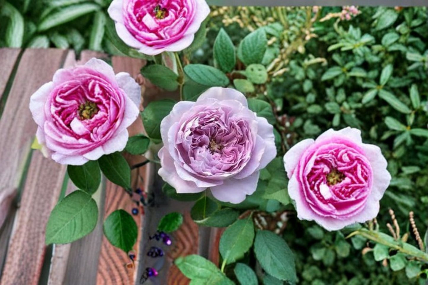 Repartil Rose Live Plant – Fragrant Japanese Own Root Rose, Repeat Blooming, 100 cm Tall