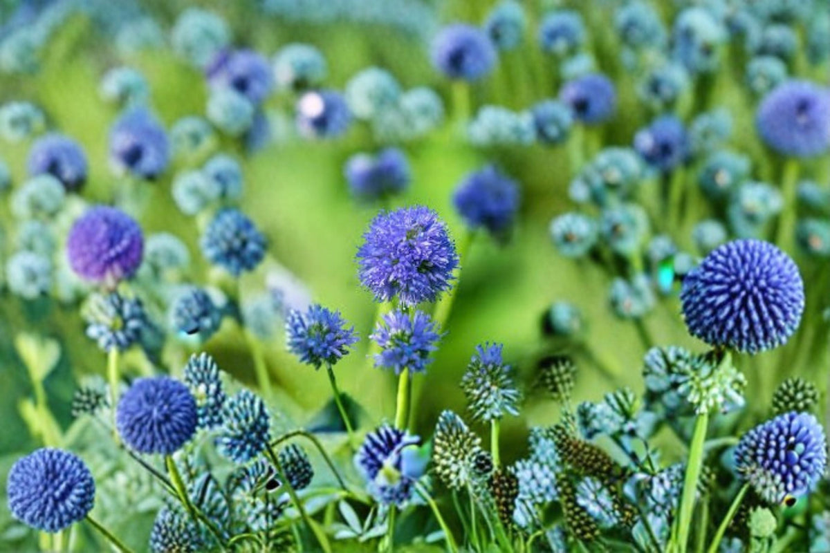 Globe Gilia Seeds - 100 Pack Blue Wildflower Annual (Gilia capitata) - Pollinator-Friendly Garden Meadow Plant