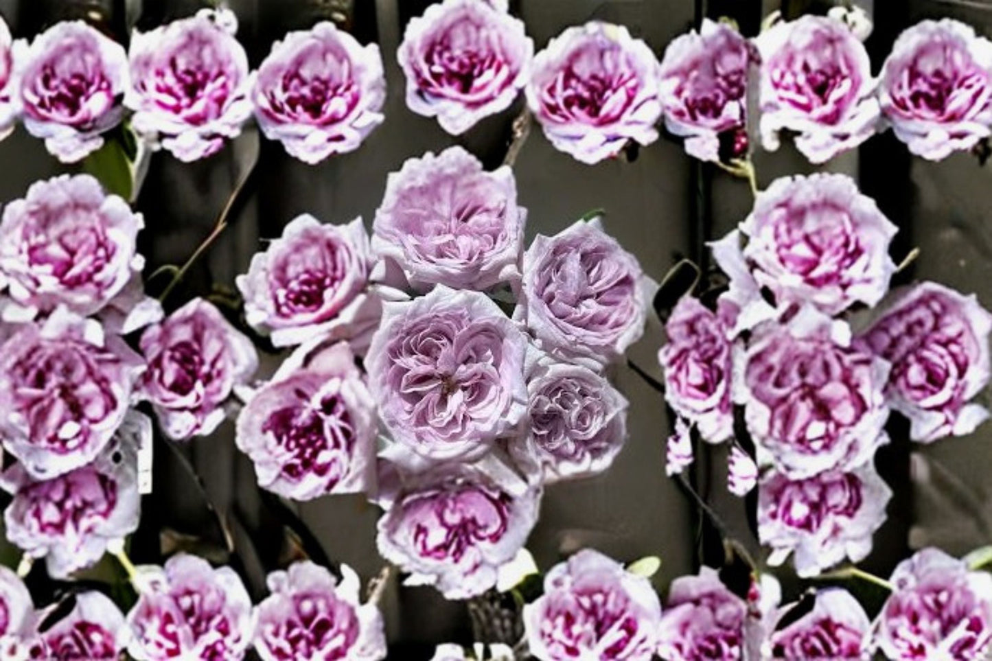 Purple O'Hara Rose Live Plant – Lavender Grey Fragrant Cut Rose