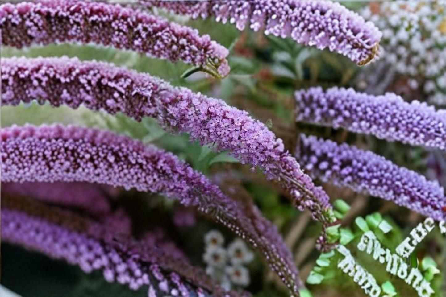 Butterfly Bush Buzz - Compact Fragrant Buddleja davidii Shrub for Full Sun Gardens