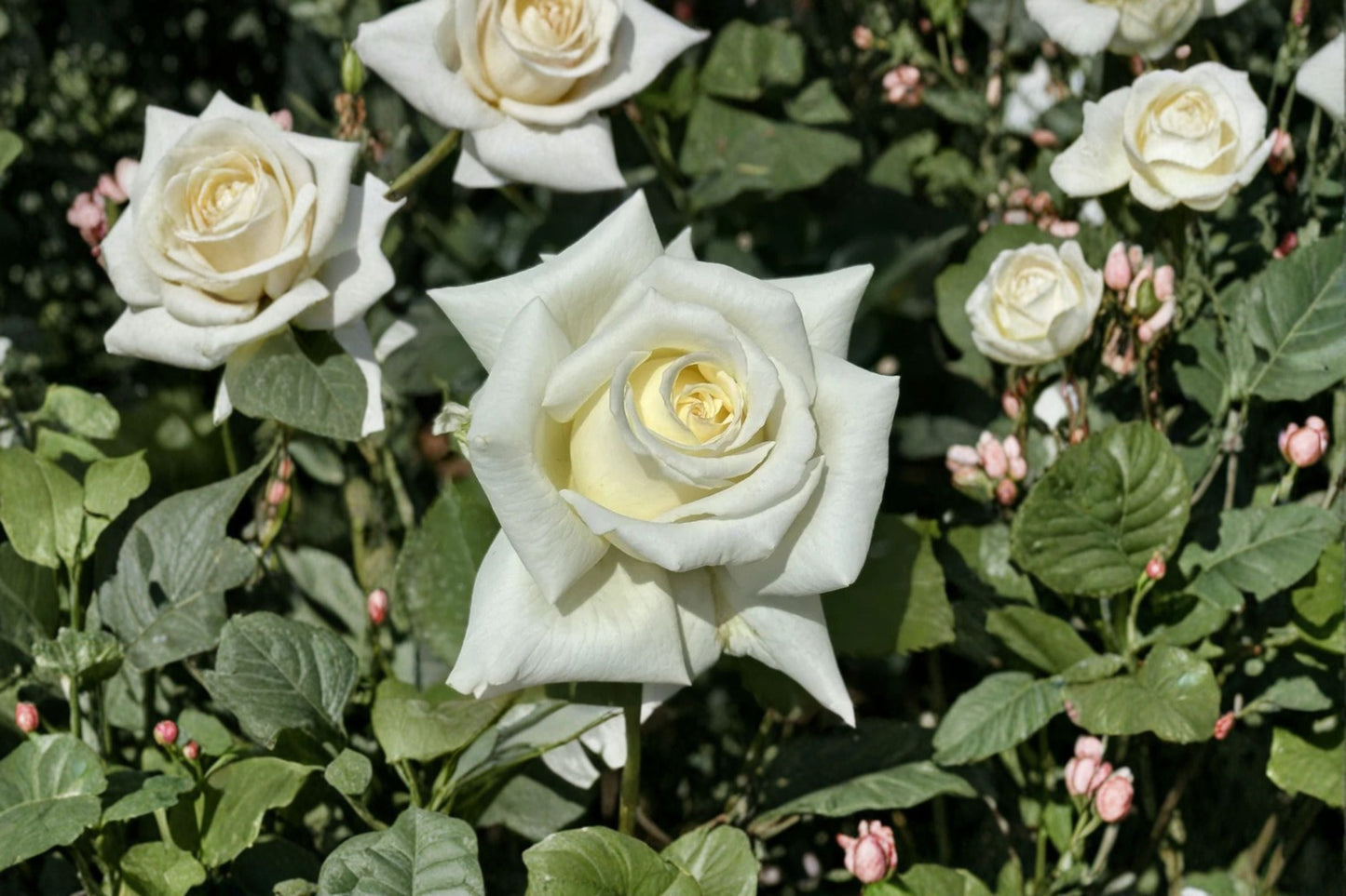 Pope John Paul II Rose Live Plant – Fragrant White Shrub Rose